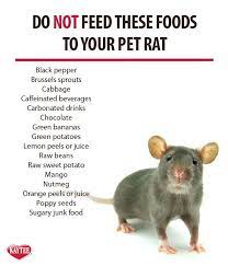 Keep This List Handy If You Have A Pet Rat Smallanimals Petrat Always Remember Check With Your Vet Before Feeding Any New F Pet Rats Pet Mice Pet Rat Cages