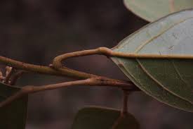 Image result for Ellipanthus