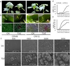 Camera 309 episodul 21 vezi online serialul turcesc no 309 ep `21 online din data de 2018 hd subtitrat in limba romana.no 309 ep 21 … Ijms Free Full Text Chemical Defoliant Promotes Leaf Abscission By Altering Ros Metabolism And Photosynthetic Efficiency In Gossypium Hirsutum Html