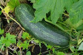 Always read the product label and follow the instructions carefully. Zucchini The Super Abundant Easy To Grow Plant Every Garden Needs Off The Grid News