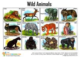 kids science projects wild animals free download