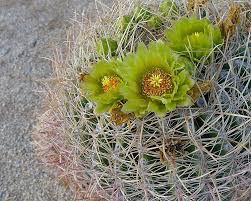 They offer a plethora of shapes, colors, and sizes so you can find one that suits your personality and decor style. The Yellow Stigma Of The Barrel Cactus Tops The Thick Style Like Tentacles Of A Sea Anemone That Tremble Only W Cactus Top Cacti And Succulents Barrel Cactus