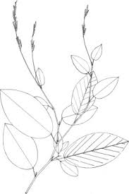 Image result for Lannea asymmetrica