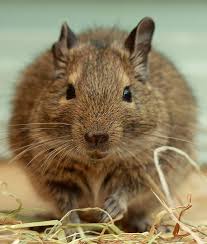 10 Wild Animals That Are Becoming Domesticated Pets Mom Me Animals Wild Animals Degus