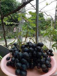 We did not find results for: Luar Biasa 11 Jenis Anggur Ini Yang Paling Genjah Di Indonesia Pohon Anggur Genjah