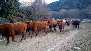 Vacas Salers De Montana Youtube