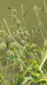 Image result for Fuirena pachyrrhiza