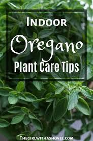 Flowering will result in a loss of leaf flavor. How To Grow Oregano Indoors Oregano Plant Plant Care Oregano
