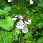 Image result for Stachys aculeolata