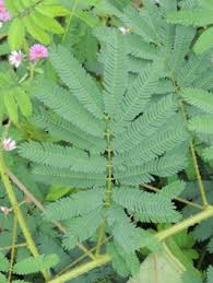 Image result for Mimosa diplotricha