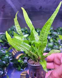 Image result for Microsorum