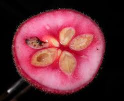 Image result for Monimiaceae