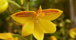 Image result for Polystachya cribbiana