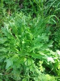 Diodia virginiana is a species in the genus diodia which contains between 27 and 36 species and belongs. Wild Lettuce Prickly Lettuce Control Walter Reeves The Georgia Gardener Wild Lettuce Edible Wild Plants Edible Plants