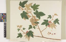 Image result for Rubus kirungensis
