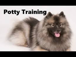 Deal direct with a registered breeder. How To Potty Train A Keeshond Puppy Keeshond House Training Tips Housebreaking Keeshond Puppies Youtube