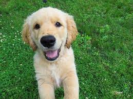 Purebred Golden Retrievers Or Any Other Dogs For That Matter Cost A Handsome Penny Find Here Fa Retriever Puppy Golden Retriever Names Dogs Golden Retriever