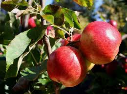 John has helped plant orchards all over scotland and is the founder of the children's garden in the. Grafting Apple And Pear Trees