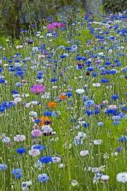 Button Funray Flower Name Best Flower Wallpaper