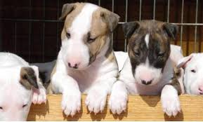 Bull terrier puppies for sale. Cute English Bull Terrier Puppies For Sale