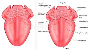 Check spelling or type a new query. Taste Areas Of Tongue Stock Illustration Illustration Of Median 26836846