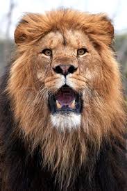 Closeup Of A Lion With Open Mouth And Showing Teeth Lion Pictures Lions Photos Lion Photography