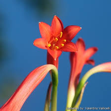 Image result for Cyrtanthus galpinii