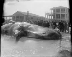 Shooting location for dawson's creek as well as oth. Category Archive For Historic Intracoastal Realty Blog