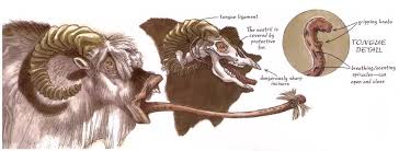 Bantha Star Wars Animal Sketches Creature Design