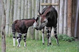 Protecting the okapi and all wildlife within the ituri forest, in the democratic republic of congo, the most biologically diverse country in africa. Okapi S Binnen En Buiten Nederland Posts Facebook