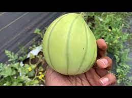 It's an open pollinated melon, developed by merlyn neidens, a seed grower and plant breeder from illinois. Navajo Yellow Melon Harvest Golden Jenny Melon Blacktail Mountain Inouca Watermelon Fruit Sets Youtube