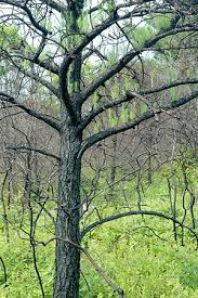 Image result for International Adirondack Green 1956 Wayne Works