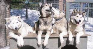 Positive And Negative Traits In Siberian Huskies Husky Dogs Siberian Husky Dog Animals