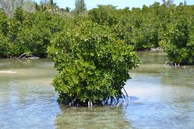 Image result for Rhizophoraceae