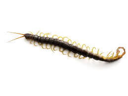 It is ideal for use both indoors and outdoors and is effective in killing ants, spiders, roaches, fleas 3. 60 Sure Shot Ways To Keep Centipedes Away From House