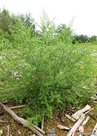 Image result for Pemphis