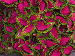 Resultado de imagen de imagenes de plantas de coleos