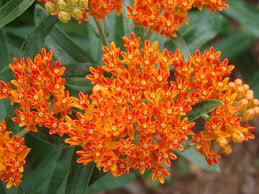Drought Tolerant Plants Attracting Pollinators Drought Resistant Plants Drought Tolerant Plants Drought Tolerant Garden