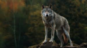 Only the best hd background pictures. Wolf Wallpaper Vilma Lii Free Wallpaper