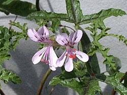Image result for Pelargonium mossambicense
