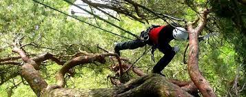 Was macht für sie den reiz der wie ist das fällen von bäumen geregelt? Fall Schnittverbote Bei Der Baum Geholzpflege Baumpflegeportal