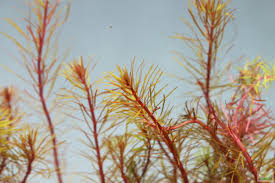 Image result for Rotala mexicana