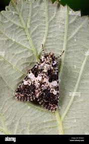 Image result for Hadena compta