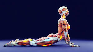 Yoga anatomy body science