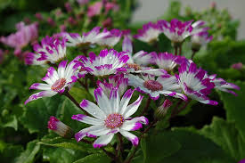 Image result for Cineraria