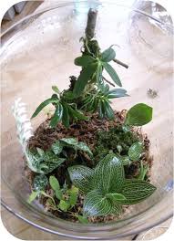 Orchid Terrarium Orchid Terrarium Orchids Garden Terrarium