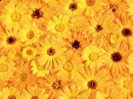 Check spelling or type a new query. Yellow Aesthetic Flower Desktop Wallpapers Top Free Yellow Aesthetic Flower Desktop Backgrounds Wallpaperaccess