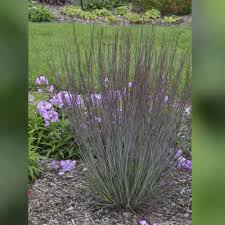 Image result for Schizachyrium claudopus