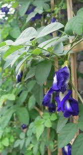Image result for Clitoria ternatea