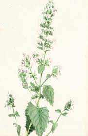 One Of The Few Times That I Caught My Catnip Blooming I Painted This Little Botanical The Cats Always Eat It Down To Catnip Plant Cats And Cucumbers Mean Cat